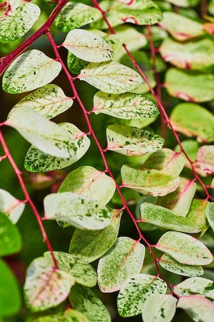 A close-up shot of a variety of green leaves in a forest, showcasing different textures and shades. The image should emphasize the sensory richness of the forest environment, highlighting the details that one might notice during forest bathing. Focus on the natural patterns and textures of the leaves, capturing their lush green color and intricate details.