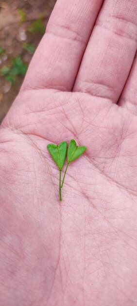 A close-up of a hand watering vibrant, green sprouts growing from soil, symbolizing the nurturing of health and the long-term investment in preventative wellness. The background is blurred to emphasize the focus on growth and care.